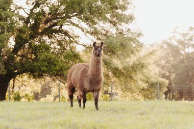  Lama çayırda, gün batımında çayırda. Tıraş olmadan önce tüylü lama..