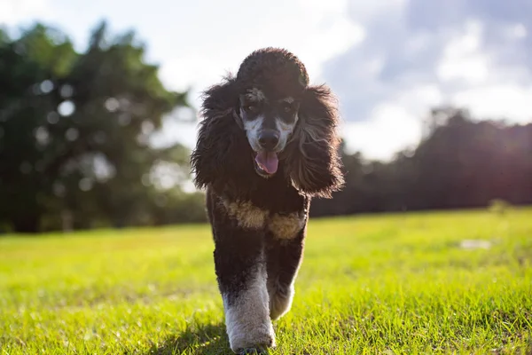 Standard Phantom Poodle Desfrutando Pasto Pôr Sol Jovem Preparado Poodle — Fotografia de Stock