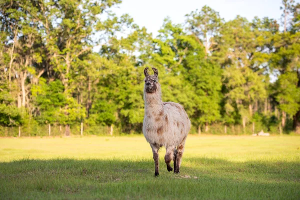 Lama Auf Der Weide Bei Sonnenuntergang Flauschiges Lama Vor Der — Stockfoto