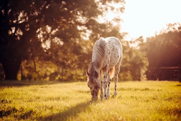 日没時の牧草地でAppaloosa馬 黒と茶色の斑点のある白い馬 Yearling Baby Horse — ストック写真