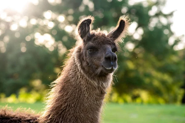 ラマは夏の髭を剃る前にふわふわのラマの牧草地で — ストック写真