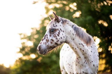 Gün batımında otlaktaki Appaloosa atı, siyah ve kahverengi benekli beyaz at. Yavru at.