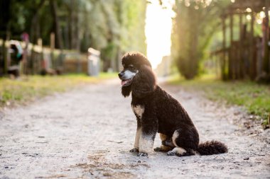 Standard Phantom Poodle gün batımında otlağın tadını çıkarıyor. Genç, bakımlı kaniş erkek köpek..