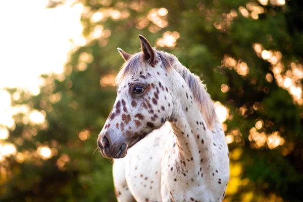 Koń Appaloosa Pastwisku Zachodzie Słońca Biały Koń Czarnymi Brązowymi Plamami — Zdjęcie stockowe