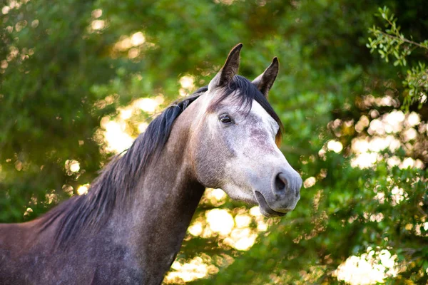 馬の柵の上のパドックでは 農場で馬を探している 旧引退馬 — ストック写真