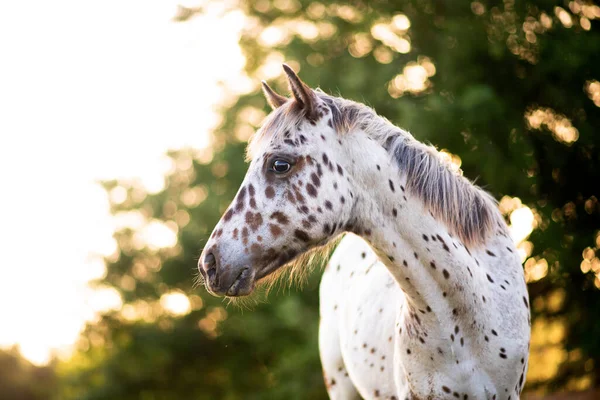 Лошадь Аппалуза Пастбище Закате Белая Лошадь Черными Коричневыми Пятнами Ребенок — стоковое фото