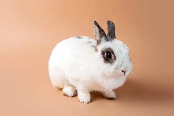 Bunny Studio Grädde Bakgrund Vit Fluffig Kanin Tama Sällskapsdjur Kanin — Stockfoto