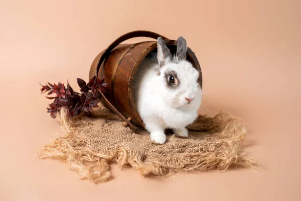 Bunny Studio Grädde Bakgrund Vit Fluffig Kanin Tama Sällskapsdjur Kanin — Stockfoto