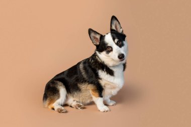 Galli Corgi Pembroke, açık tenli, kırmızı ve beyaz renkli cins köpek.