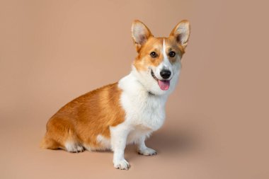 Galli Corgi Pembroke, açık tenli, kırmızı ve beyaz renkli cins köpek.