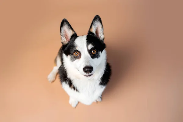 Welsh Corgi Pembroke Breed Dog Red White Color Empty Tan — Φωτογραφία Αρχείου