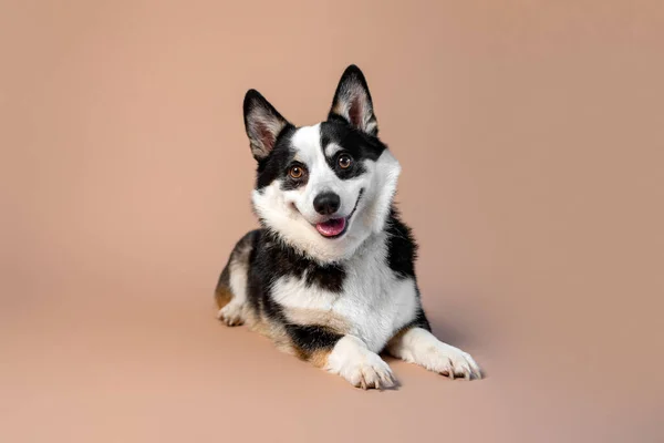 Welsh Corgi Pembroke Breed Dog Black Tan White Color Empty — Stockfoto