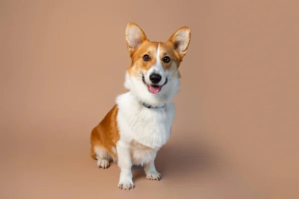 Welsh Corgi Pembroke Breed Dog Red White Color Empty Tan — Foto de Stock