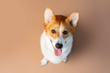 Galli Corgi Pembroke, açık tenli, kırmızı ve beyaz renkli cins köpek.