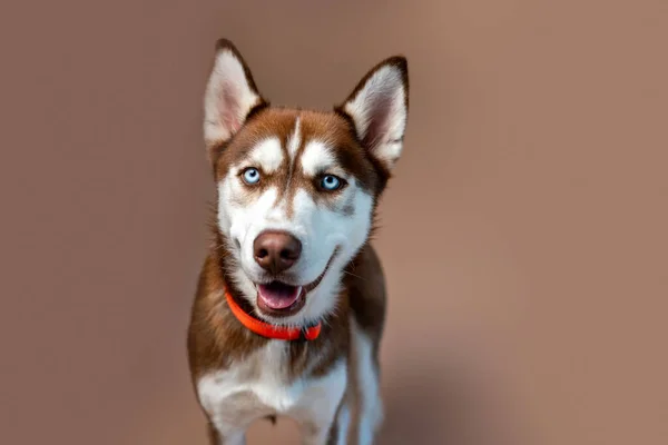 Red Husky Dog Tan Backdrop Studio Photo Siberian Husky Puppy — Photo