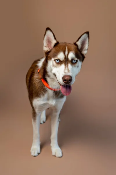 Червоний Хрипкий Собака Задньому Плані Студійна Фотографія Сибірського Хрипкого Цуценя — стокове фото