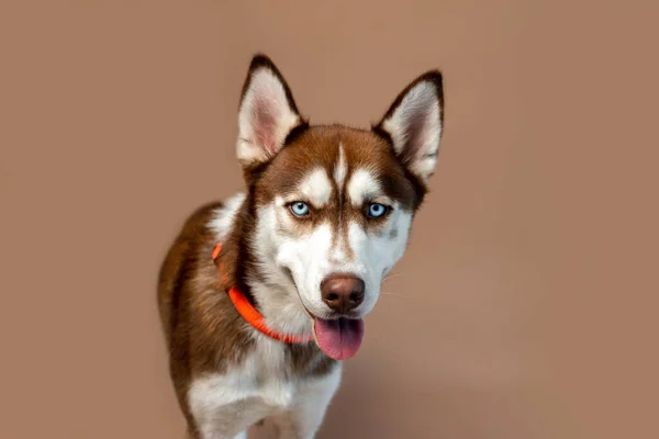 Red Husky Dog Tan Backdrop Studio Photo Siberian Husky Puppy — 图库照片