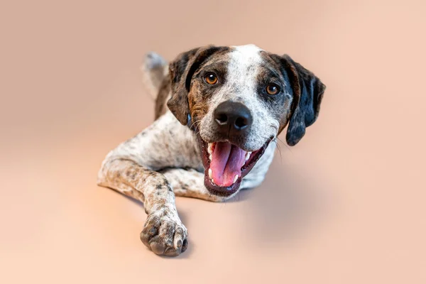 Portrait Beautiful Mixed Rescue Dog Brown Backdrop Pet Studio — Φωτογραφία Αρχείου