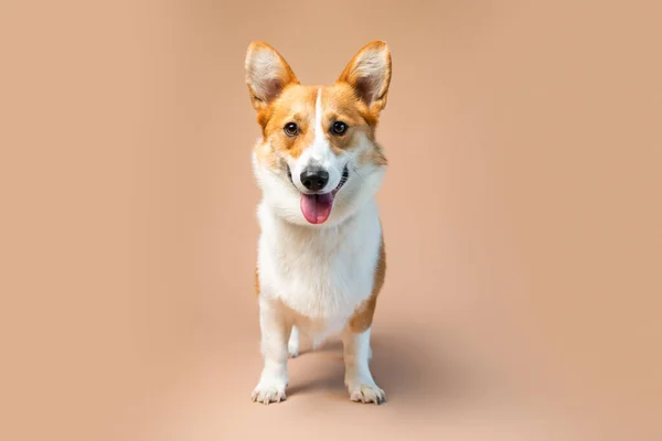 Welsh Corgi Pembroke Plemeno Pes Červené Bílé Barvy Prázdném Opálení Stock Snímky