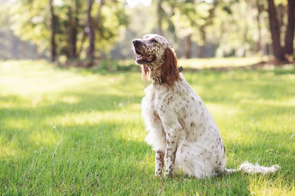 English Setter Dog Outdoor Meadow Woods Dog Park Sunny Day — Stock Photo, Image