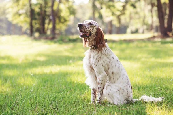 Perro Inglés Prado Aire Libre Bosque Perro Parque Día Soleado — Foto de Stock