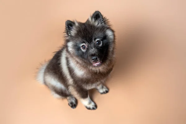 Keeshond Puppy White Spectacles Intelligent Expression Studio Setting Plain Backdrop — Photo