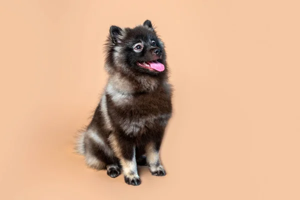 Keeshond Puppy White Spectacles Intelligent Expression Studio Setting Plain Backdrop — стоковое фото