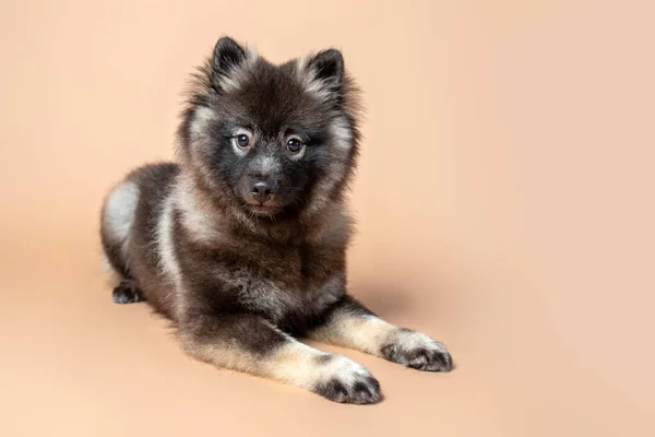 Keeshond Puppy White Spectacles Intelligent Expression Studio Setting Plain Backdrop — Photo