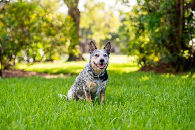 Avustralya sığır çobanı Blue Heeler gün batımında çimenli bir tarlada oturuyor