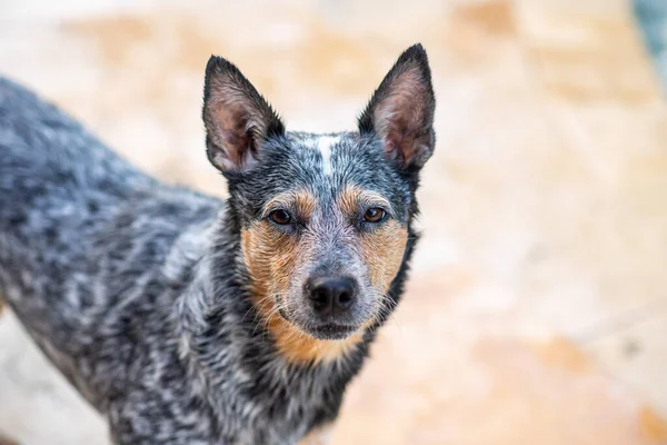 Portrait Head Shot Australian Cattle Dog Blue Heeler — 图库照片