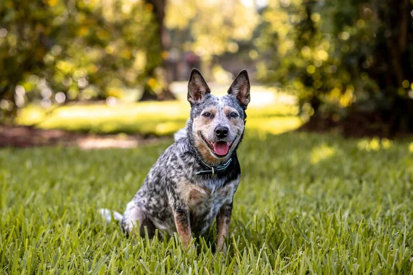 Αυστραλιανό Cattle Dog Blue Heeler Κάθεται Ένα Χορταριασμένο Πεδίο Στο — Φωτογραφία Αρχείου