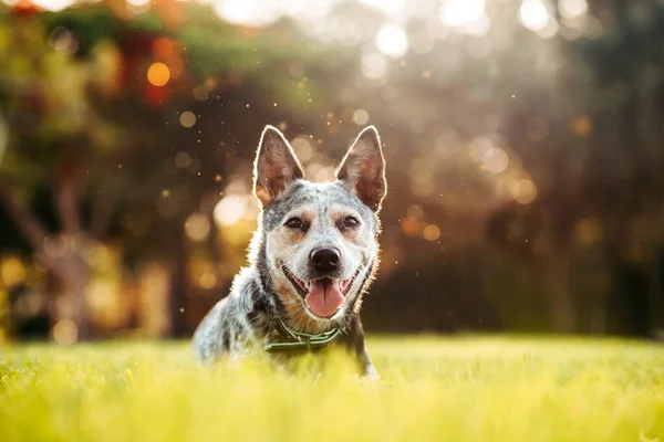 Australian Cattle Dog Blue Heeler Zittend Een Grasveld Bij Zonsondergang — Stockfoto