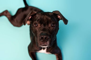 Gray American Staffordshire teriyeri stüdyo arka planında. Tatlı üç ayaklı köpek.
