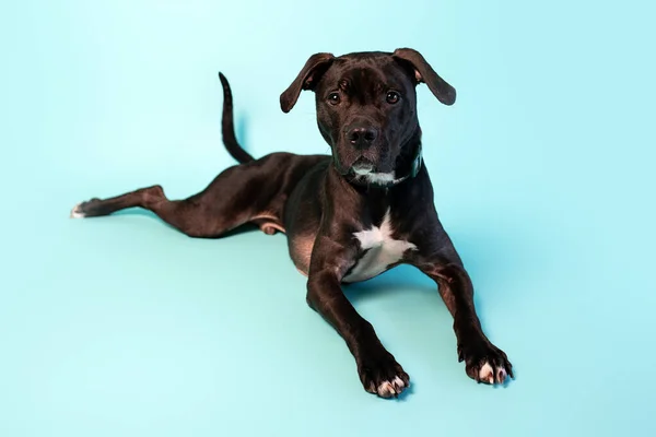 Gray American Staffordshire Terrier Mix Studio Backdrop Sweet Tripod Dog — Φωτογραφία Αρχείου