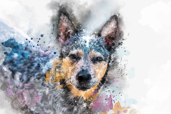Waterverf Portret Hoofd Opname Van Een Australische Runderen Hond Blauwe — Stockfoto