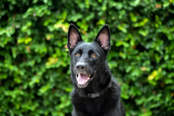 Black German Shepherd Dog, working line shepherd. Portrait of a black dog looking. Dog outdoors at a park. Purebred Headshot.