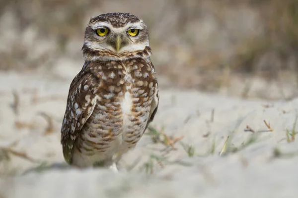 Coruja Bonita Campo Athene Cunicularia — Fotografia de Stock