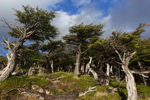 Woud Patagonië Argentinië Buurt Van Chalten — Stockfoto