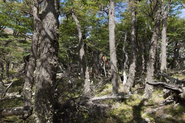 El Chalten yakınlarındaki Patagonya Ormanı Arjantin.
