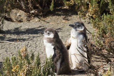 Pinguinera 'daki penguen kolonisi Faro Cabo Virgenes.