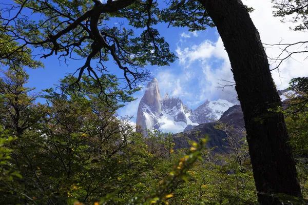 Erdő Patagónia Argentína Közelében Chalten — Stock Fotó