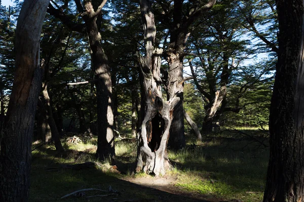 Woud Patagonië Argentinië Buurt Van Chalten — Stockfoto