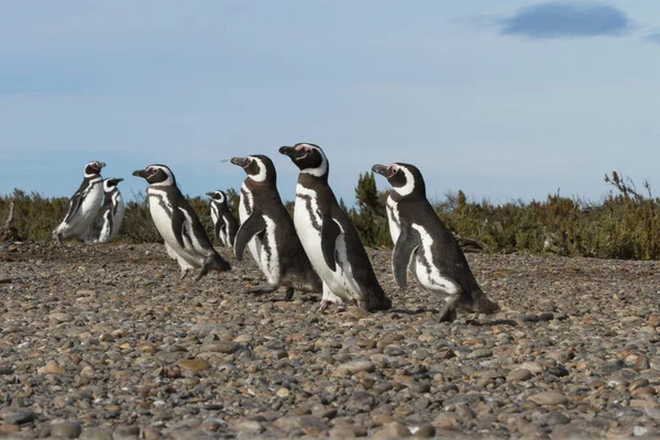 Колония Пингвинов Pinguinera Faro Cabo Virgenes — стоковое фото