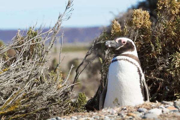 Pinguinera 'daki penguen kolonisi Faro Cabo Virgenes.