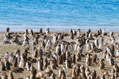 Pinguinera 'daki penguen kolonisi Faro Cabo Virgenes.