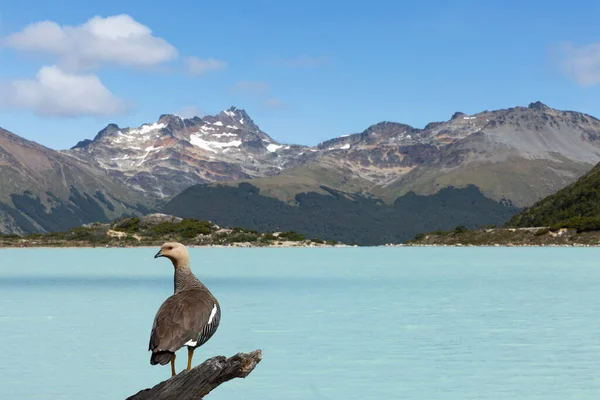 Laguna Esmeralda Ushuaia Patagonia Argentina —  Fotos de Stock
