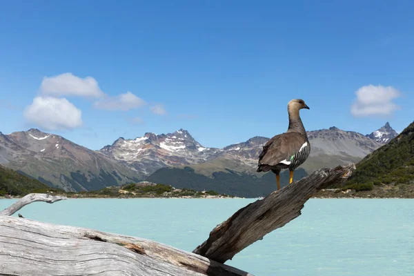 Laguna Esmeralda Ushuaia Patagonia Argentina — стокове фото
