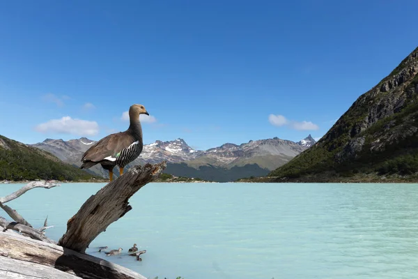 Laguna Esmeralda Ushuaia Patagonia Argentina — Foto Stock