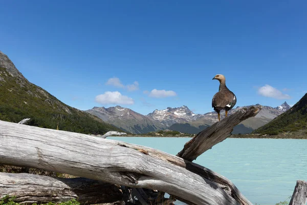 Laguna Esmeralda Ushuaia Patagonia Argentina — стокове фото