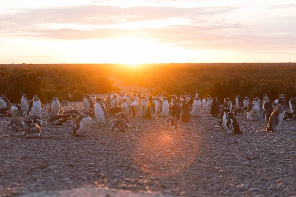 Pinguinera 'daki penguen kolonisi Faro Cabo Virgenes.